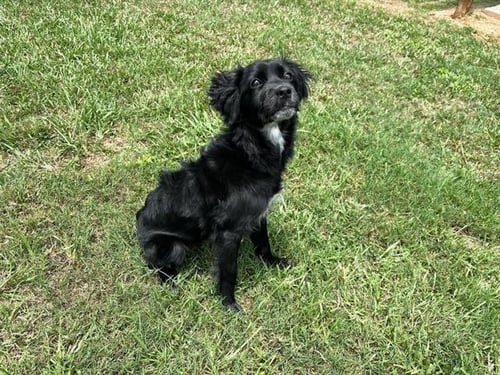 ROAN - Border Collie / Labrador Retriever available for adoption