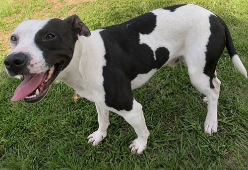 PERCY - Pit Bull Terrier available for adoption