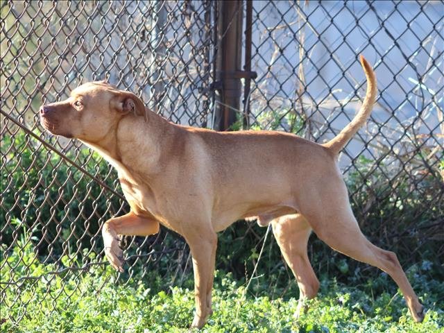 KODA - Black Mouth Cur available for adoption