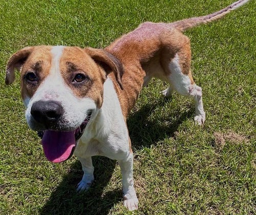 LARRY - Boxer available for adoption