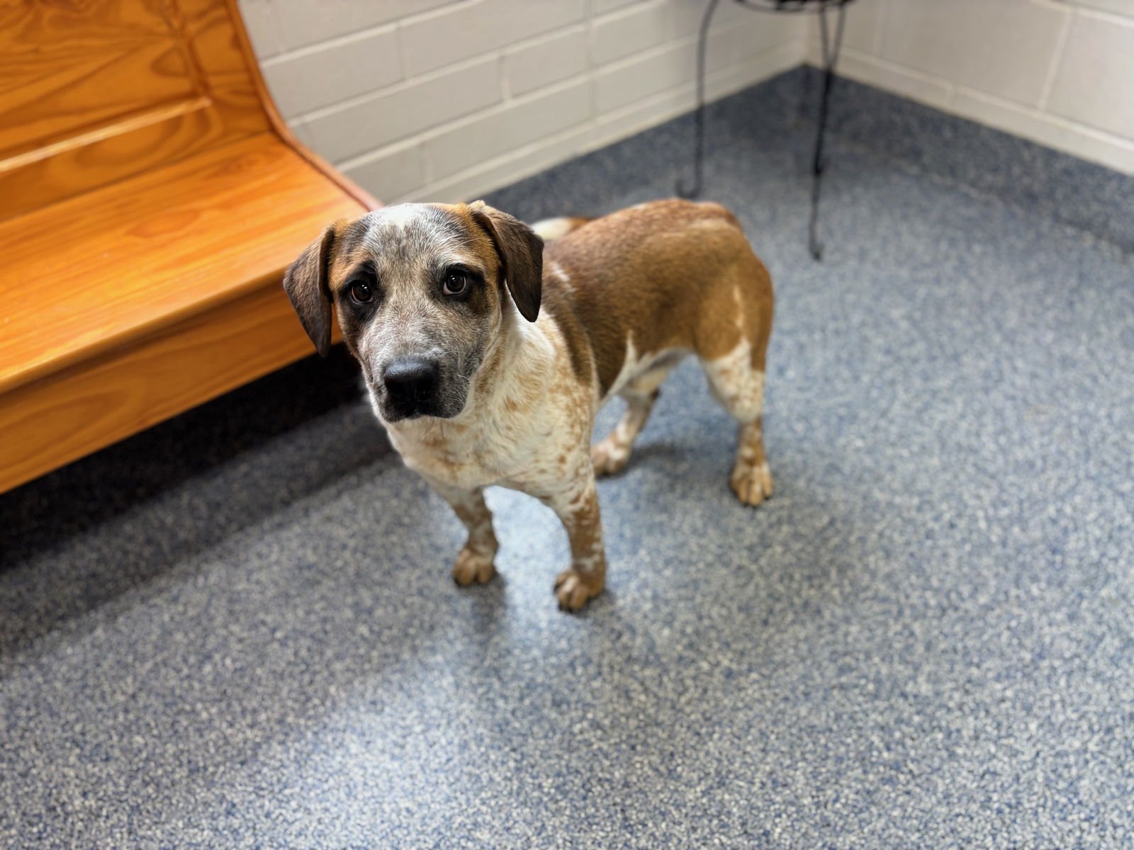 HERSHEY - Labrador Retriever available for adoption