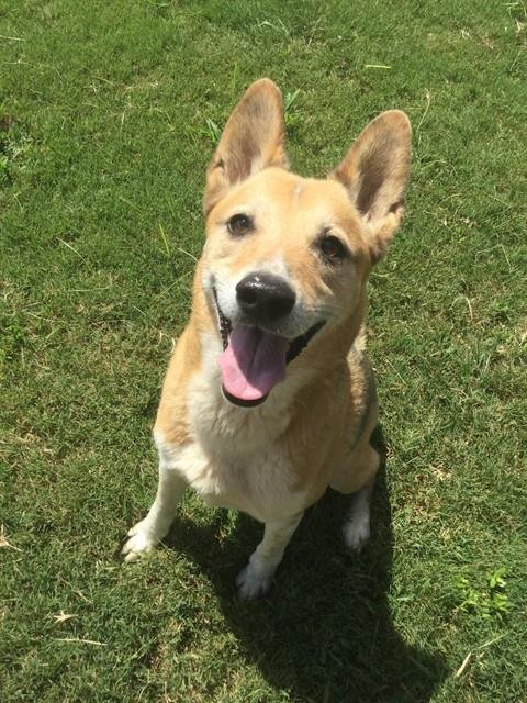 CHASE - German Shepherd Dog available for adoption