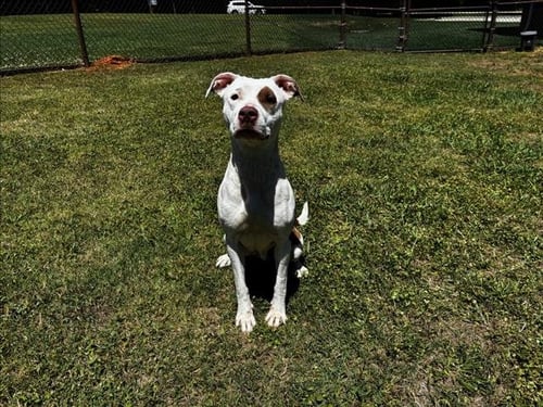 COOKIE - Pit Bull Terrier available for adoption