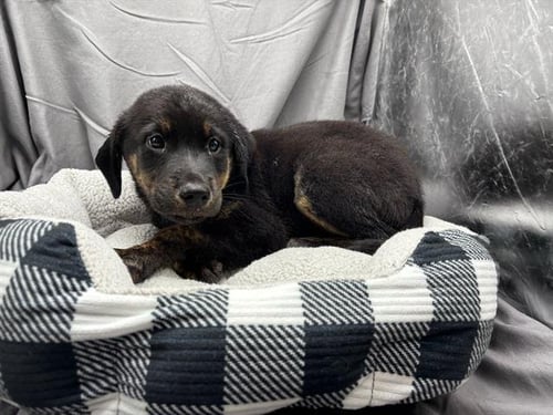 A121935 - Labrador Retriever available for adoption