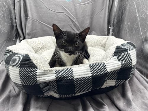 A121912 - Domestic Short Hair available for adoption