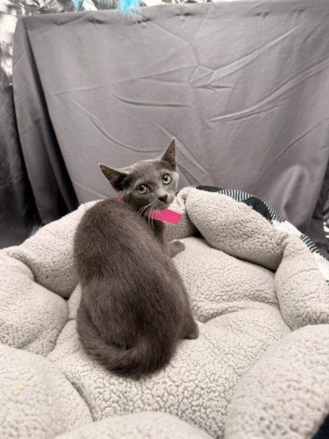 TAFFY - Domestic Short Hair for adoption in Augusta