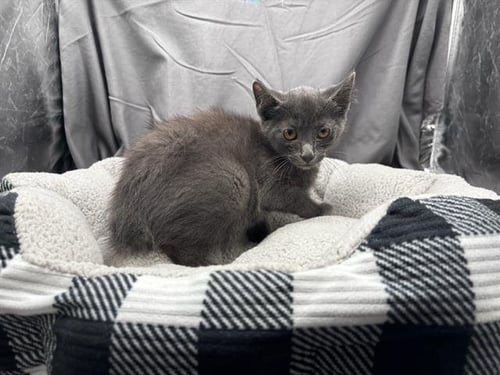 A121834 - Manx available for adoption