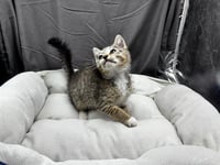 A122063 - Photo 1