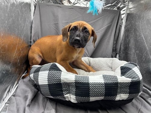 A121898 - Labrador Retriever available for adoption