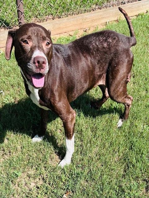 GRACIE - Pit Bull Terrier / Labrador Retriever available for adoption
