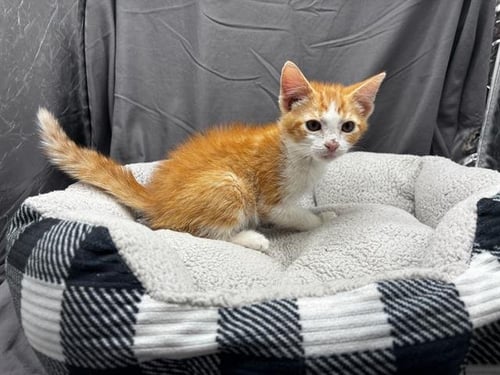 A122018 - Domestic Short Hair available for adoption
