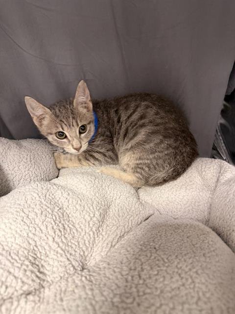 SONIC - Domestic Short Hair available for adoption
