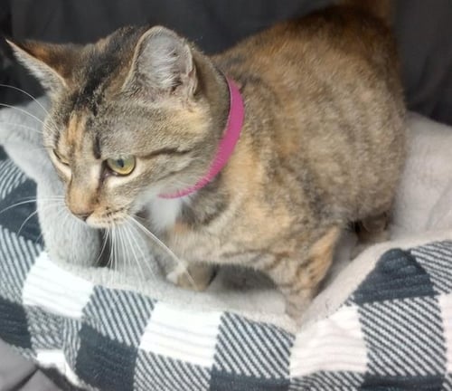 LOTTIE - Domestic Short Hair available for adoption