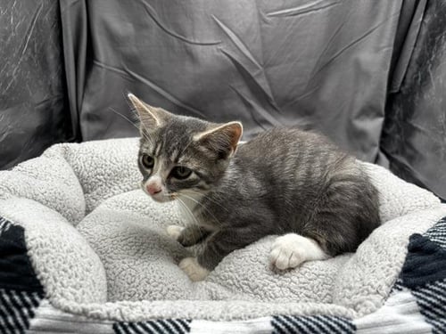 A121886 - Domestic Short Hair available for adoption