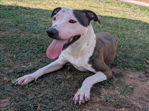 ASHLEY - Pit Bull Terrier available for adoption