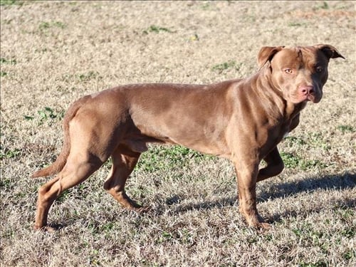JAKE - Pit Bull Terrier available for adoption