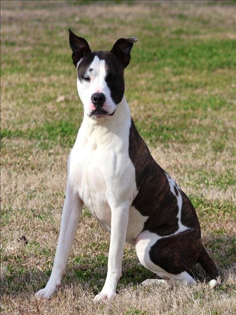 STORMI - Staffordshire Bull Terrier available for adoption