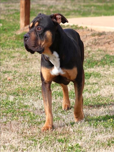 AXEL - Pit Bull Terrier available for adoption