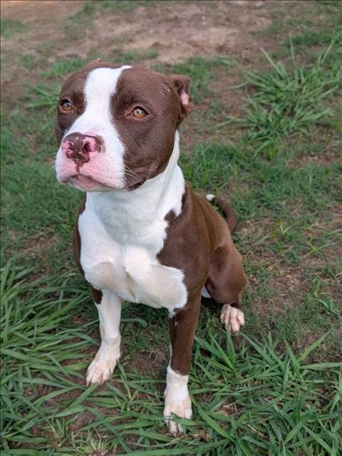 NAMI - Staffordshire Bull Terrier available for adoption