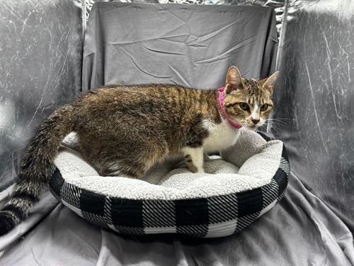 SIFF - Domestic Short Hair for adoption in Augusta