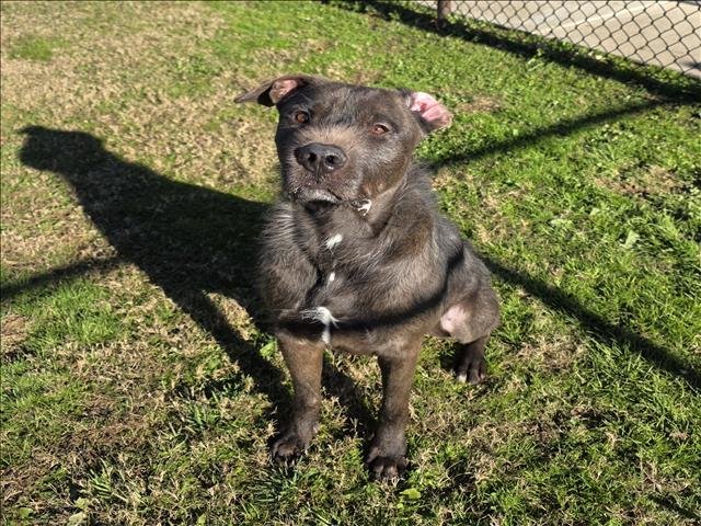 RIDGE - Labrador Retriever available for adoption