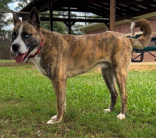 BRUTUS - Husky / Pit Bull Terrier available for adoption
