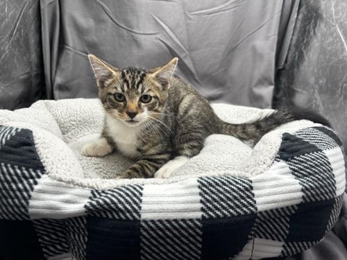 A121885 - Domestic Short Hair available for adoption