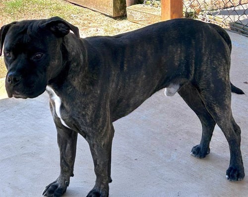 COLEMAN - Staffordshire Bull Terrier available for adoption