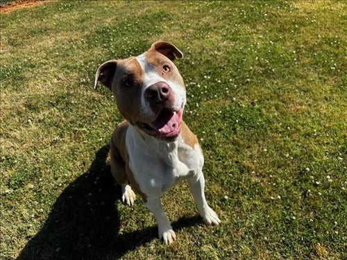CREEK - Staffordshire Bull Terrier available for adoption