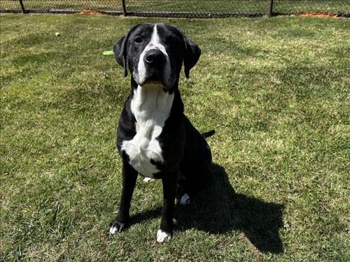 REX - Mastiff available for adoption