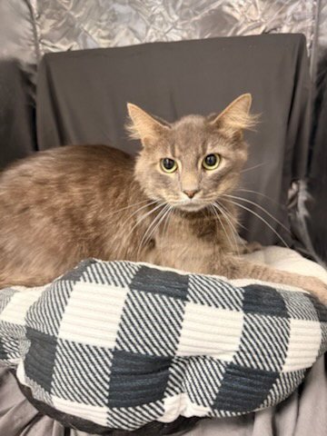 EDDIE - Domestic Medium Hair available for adoption