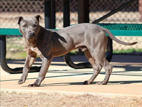 GREY - Staffordshire Bull Terrier available for adoption