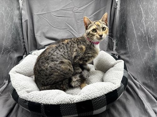 FREYA - Domestic Short Hair available for adoption