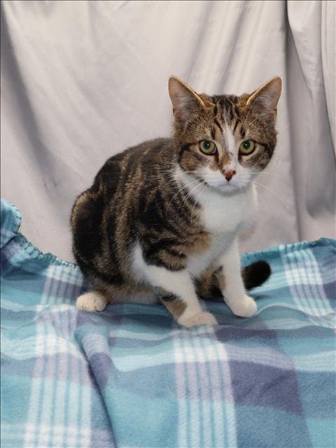 A120185 - Domestic Short Hair available for adoption