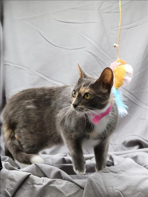 TORI - Domestic Short Hair available for adoption