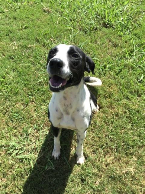 ELLA - German Shorthaired Pointer available for adoption