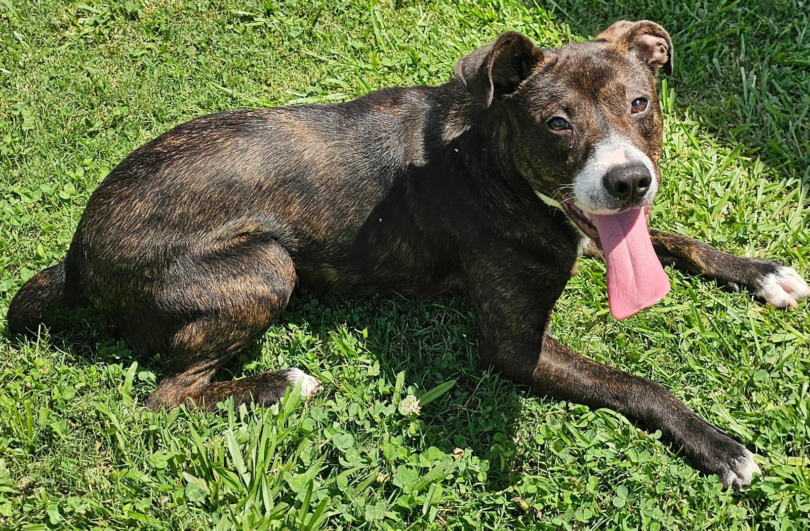 COLT - Plott Hound available for adoption