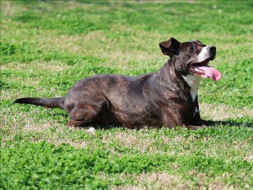 COLT - Plott Hound available for adoption