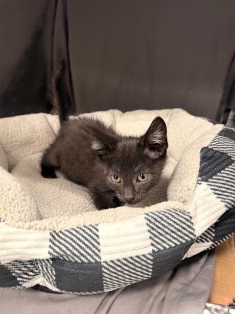 JOLLY - Domestic Short Hair available for adoption