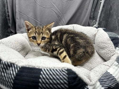 A122011 - Domestic Short Hair available for adoption