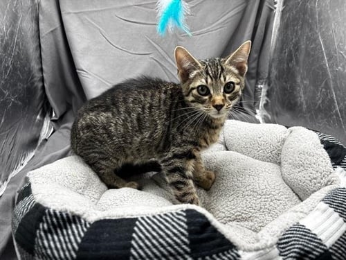 A121924 - Domestic Short Hair available for adoption