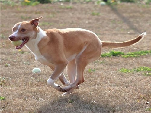 GINGER - Basenji / Labrador Retriever available for adoption