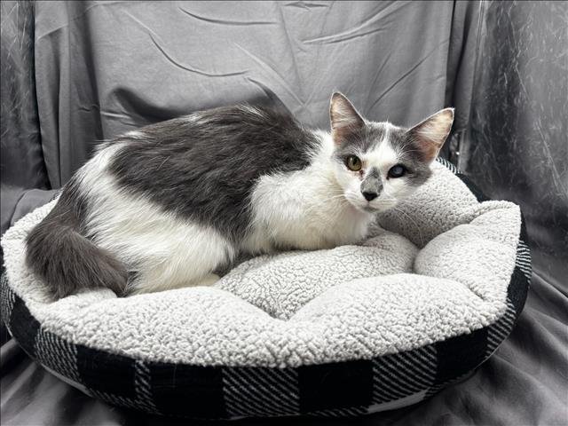 AMELIA Image