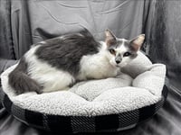 AMELIA - Photo 1