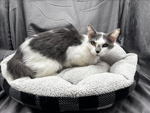 AMELIA - Domestic Short Hair available for adoption