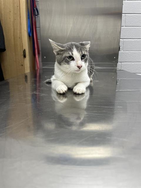 BILLY DALE - Domestic Short Hair available for adoption