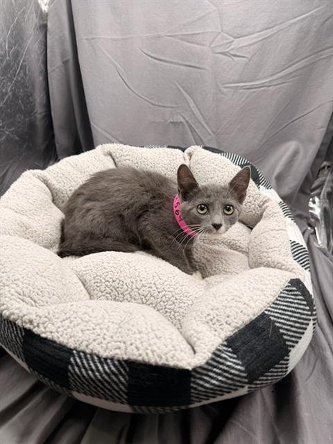 TOFFEE - Domestic Short Hair for adoption in Augusta