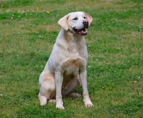 HONEY - Labrador Retriever available for adoption