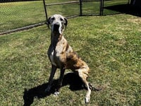 ATHENA - Photo 1