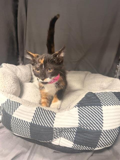 JASMINE - Domestic Short Hair available for adoption
